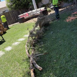 15 foot long tree branches 15 foot long tree branches
