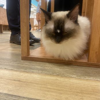 Cat Cafe Moff - Themed Cafes Near Me - Honolulu, Hawaii Cat Cafe Moff - Themed Cafes Near Me - Honolulu, Hawaii