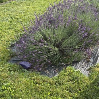 Aurora Lavender Farm - Farms Near Me - Honeoye, New York