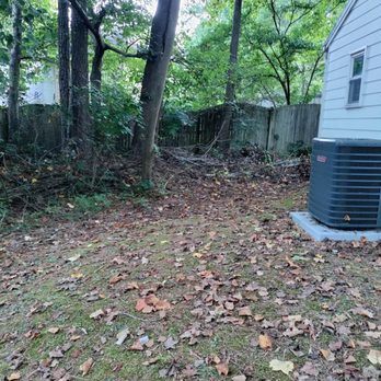 Squirrel Tree Services - Before - Tree Services Near Me