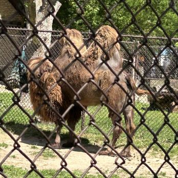 Henry Vilas Park Zoo - Zoos Near Me - Madison, Wisconsin
