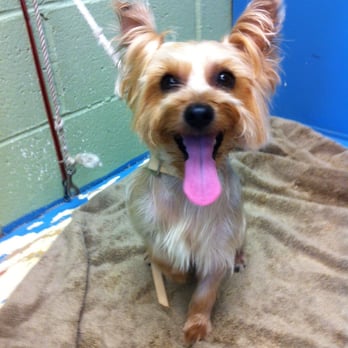 Bubble Bath Party - Pet Groomers Near Me - Canoga Park, California