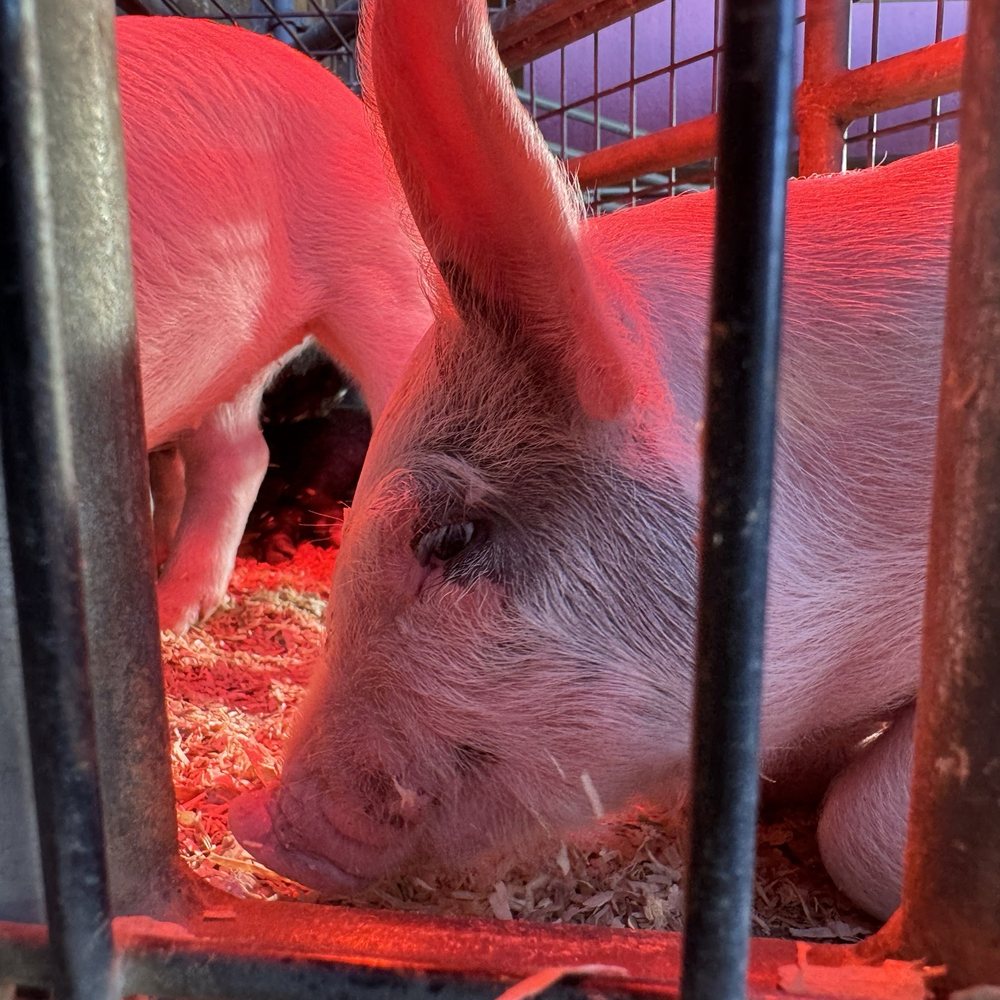 Centennial Farm - Baby piggy. Dec. 2024. - Venues & Event Spaces Near Me - Costa Mesa, California Centennial Farm - Baby piggy. Dec. 2024. - Venues & Event Spaces Near Me - Costa Mesa, California