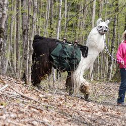 Dakota Ridge Farm - Trekking with Joey