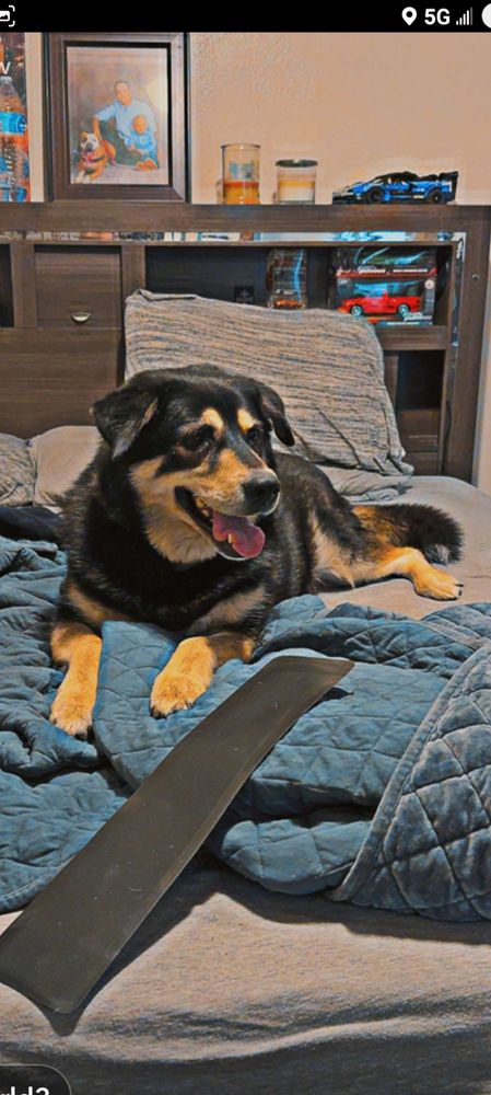 Purrfect Companions - pet boarding facility in Colorado Springs, CO