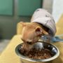 Tefani & So. Dogcare