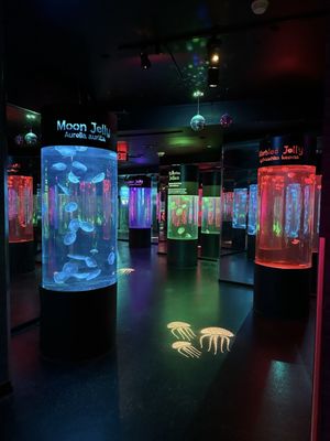 SEA LIFE at Mall of America by null