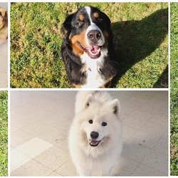 Wagmore Kennels