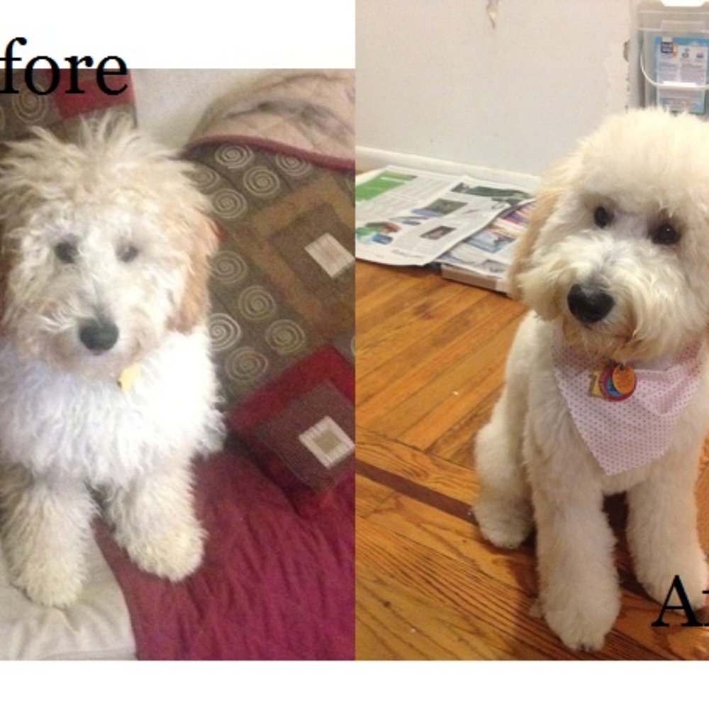 The Bark Shoppe - This is my goldendoodle Zoe, before and after her very first groom. - Pet Groomers Near Me - New York, New York