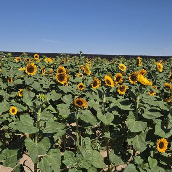 Gilcrease Orchard - Fruits & Veggies Near Me - Las Vegas, Nevada Gilcrease Orchard - Fruits & Veggies Near Me - Las Vegas, Nevada