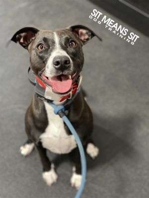 Sit means sit collar reviews Clearance