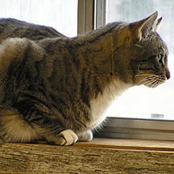 Darby's North Star Pet Care - Staying warm in the cat room in winter.