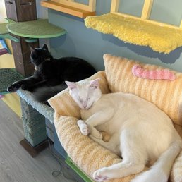 Kitties