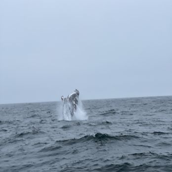 Discovery Whale Watch - Whale Watching Tours Near Me - Monterey, California
