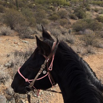 MTM Ranch Horseback Adventures - My horse - Horseback Riding Near Me - Cave Creek, Arizona MTM Ranch Horseback Adventures - My horse - Horseback Riding Near Me - Cave Creek, Arizona