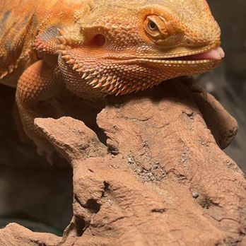 Reptilian Arts - Bearded dragon - Reptile Shops Near Me - Cumberland, Maryland Reptilian Arts - Bearded dragon - Reptile Shops Near Me - Cumberland, Maryland