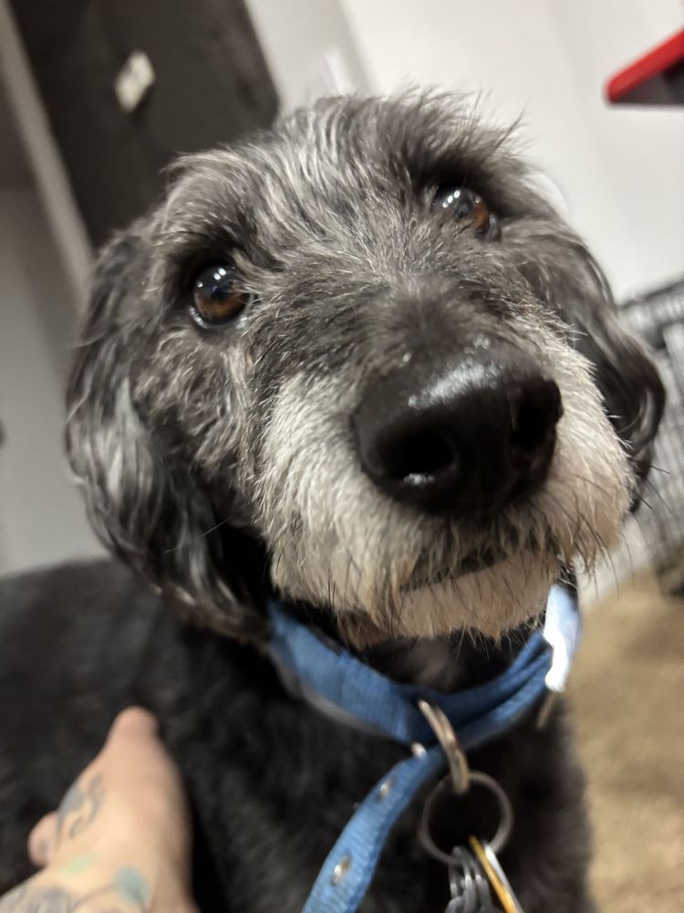 Friends Indeed - pet boarding facility in Newton Falls, OH