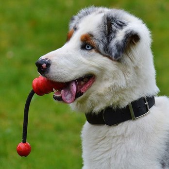 Pet Extravaganza - post - Pet Stores Near Me - Carrollton, Texas Pet Extravaganza - post - Pet Stores Near Me - Carrollton, Texas