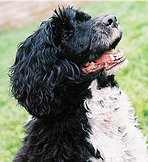 Dog Boarder SLC UT by Amy - pet boarding facility in Salt Lake City, UT