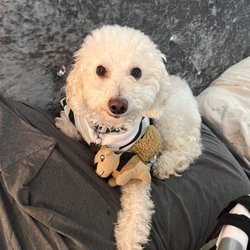 Barkgata Luxury Dog Hotel, Daycare & Spa