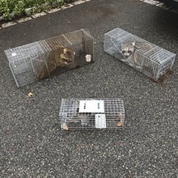 That's Wild! - Three for one!