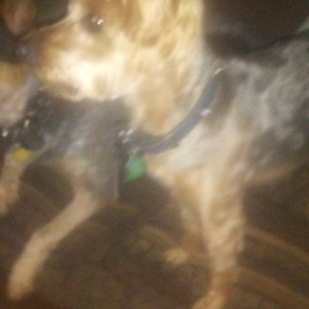 A Bath and a Biscuit - Pet Groomers Near Me - Vancouver, Washington