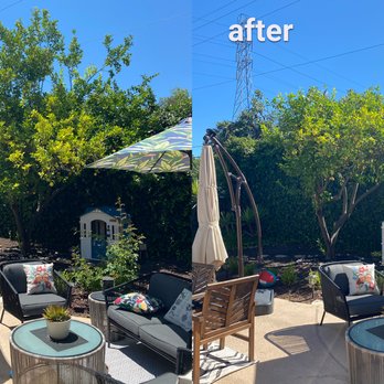 CBC Tree Services Inc - They cut down and pruned a very large lemon tree in my backyard - Tree Services Near Me CBC Tree Services Inc - They cut down and pruned a very large lemon tree in my backyard - Tree Services Near Me