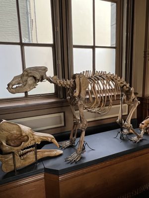 Teylers Museum by null