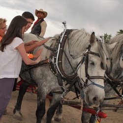 Buckaroos Horse-Drawn Rides - Meet our team of gentle draft horses