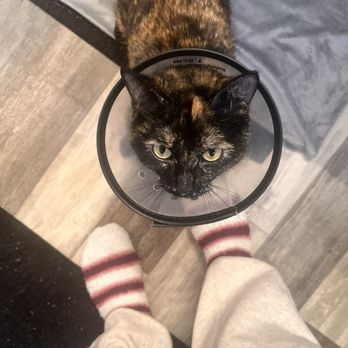 Randhurst Animal Hospital - Mochi with her cone - Veterinarians Near Me - Mount Prospect, Illinois Randhurst Animal Hospital - Mochi with her cone - Veterinarians Near Me - Mount Prospect, Illinois