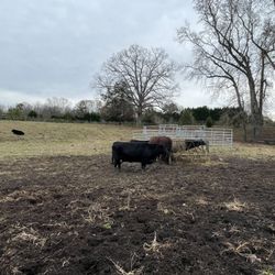 Cedar Lake Tree Farm - Cows