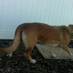 Monroe County Humane Association - Penny Lane (formerly Porcara)