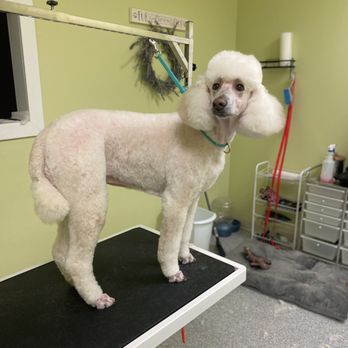 Hawkeye’s Dog Spa - Pet Groomers Near Me - Centennial, Colorado