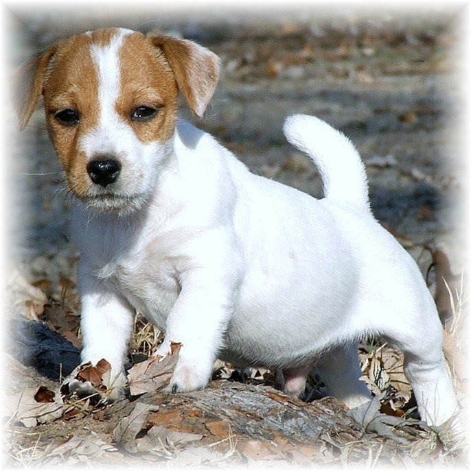 QUAIL RIDGE KENNELS Updated September 2024 4120 Quail Ridge Rd