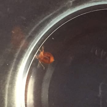 Pacific Inn & Suites - Bed bugs!!! - Hotels Near Me - San Pedro, California Pacific Inn & Suites - Bed bugs!!! - Hotels Near Me - San Pedro, California