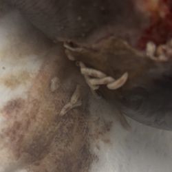 Aurora Manor Special Care Centre - Maggots were everywhere!!