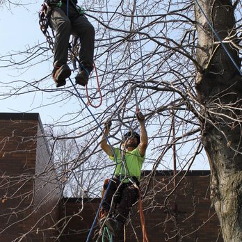 LaRoche Tree Service - Tree Services Near Me - Bellaire, Ohio LaRoche Tree Service - Tree Services Near Me - Bellaire, Ohio