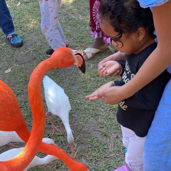 Sarasota Jungle Gardens - Feeding flamingos - Zoos Near Me - Sarasota, Florida Sarasota Jungle Gardens - Feeding flamingos - Zoos Near Me - Sarasota, Florida