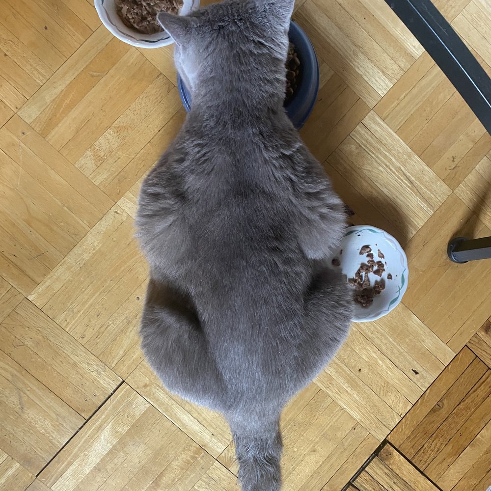 House Call Cat Grooming - AFTER!!! - Pet Groomers Near Me - Dorchester, Massachusetts House Call Cat Grooming - AFTER!!! - Pet Groomers Near Me - Dorchester, Massachusetts