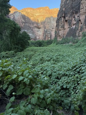Havasupai Campground by null