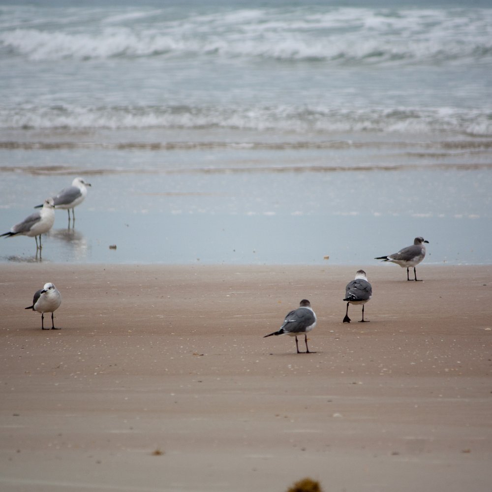 Smryna Dunes Park - Parks Near Me - New Smyrna Beach, Florida