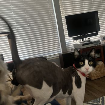 Happy Cat Grooming - Pako looking so fresh and so clean! - Pet Groomers Near Me - Cypress, California Happy Cat Grooming - Pako looking so fresh and so clean! - Pet Groomers Near Me - Cypress, California