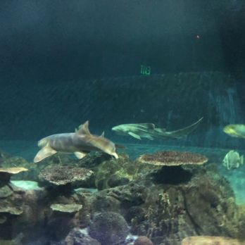 Six Flags Discovery Kingdom - Shark Expedition - Amusement Parks Near Me - Vallejo, California Six Flags Discovery Kingdom - Shark Expedition - Amusement Parks Near Me - Vallejo, California