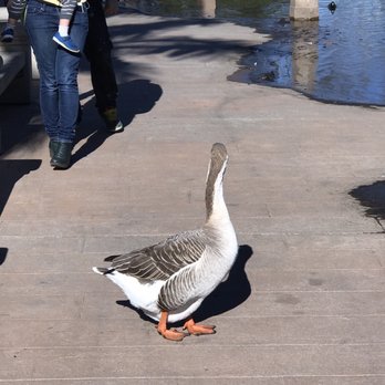 Polliwog Park - So I guess it's not a duck but it was huge whatever it was. - Parks Near Me - Manhattan Beach, California