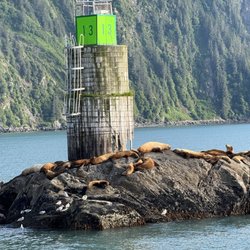 Stan Stephens Glacier & Wildlife Cruises - Stellar sea lions