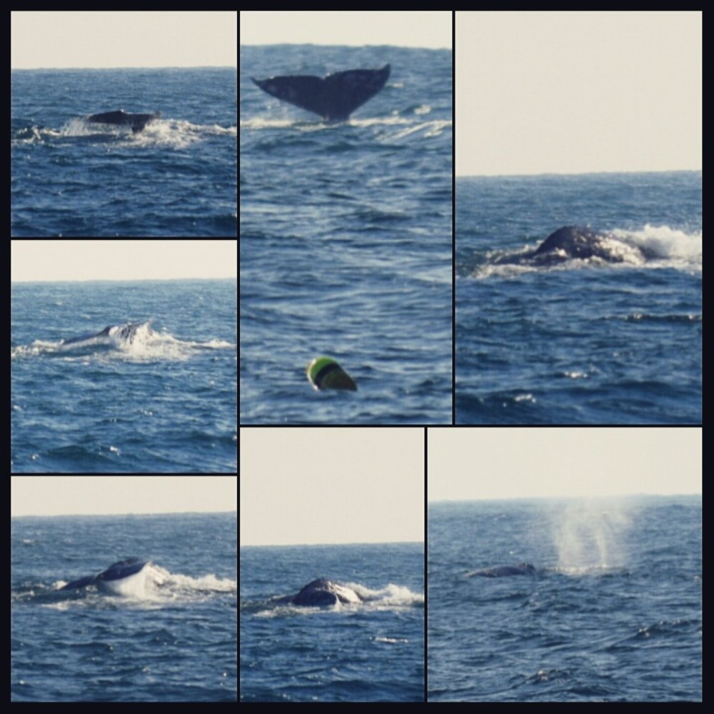 SF Bay Whale Watching - Our whale sightings collage - Tours Near Me - San Francisco, California SF Bay Whale Watching - Our whale sightings collage - Tours Near Me - San Francisco, California