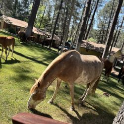 Forest Home Cabins - This what I opened the door to at our first day there!!!