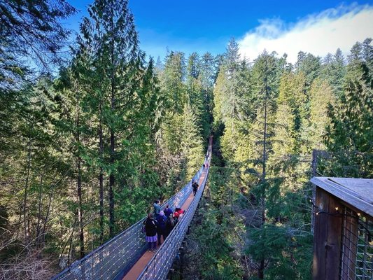 Capilano Suspension Bridge Park by null