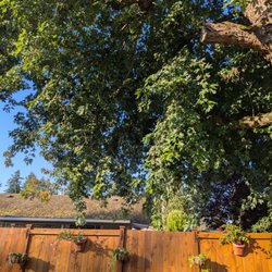 Lincoln Logging Tree Care - Before