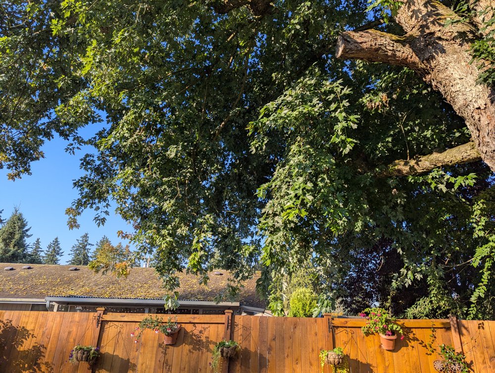 Lincoln Logging Tree Care - tree service in Orting, WA